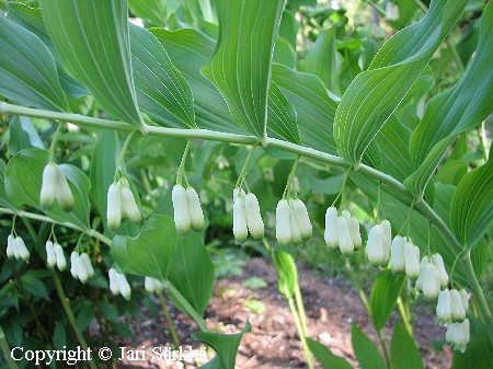  Polygonatum x hybridum